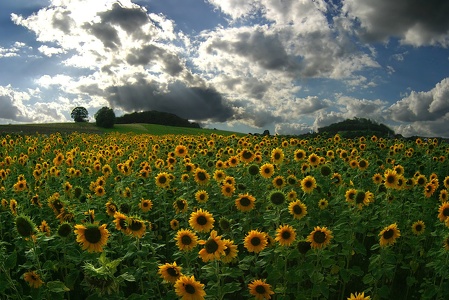 Sonnenblumen