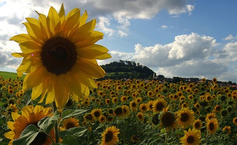 Sonnenblumen