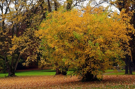 bunter Herbst