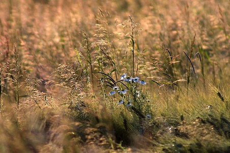 Blumen im Getreide