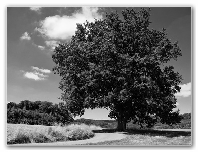 die alte Eiche - the old oak...