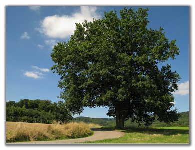 die alte Eiche - the old oak