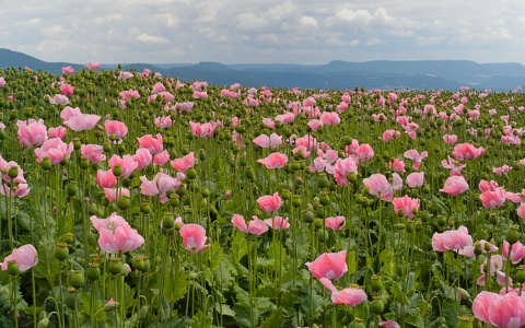 Mohnfeld  -  poppyfield