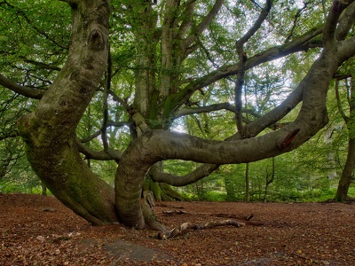 Reinhardswald, im Urwald...