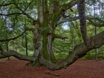 Reinhardswald, im Urwald...