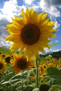 Sonnenblumen