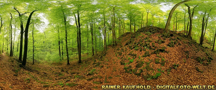 im Firnsbachtal, Habichtswald Kassel