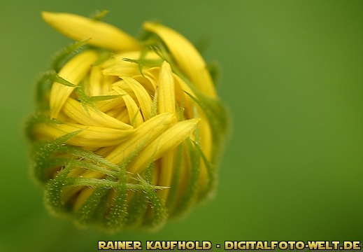 Blumen - Flowers - display this album Blumen - Flowers