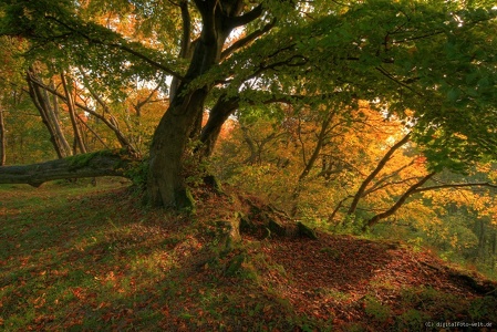 der alte Baum