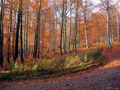 herbstlicher Habichtswald nördlich von Hoof