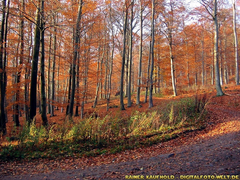 herbstlicher_Habichtswald_n_rdlich_von_Hoof.jpg