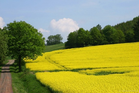 Rapsfeld am Waldrand