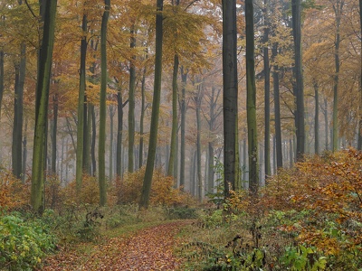 Herbstnebel