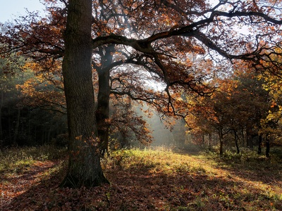 Herbstnebel