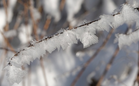 Winterwald