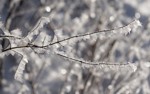 Winterwald