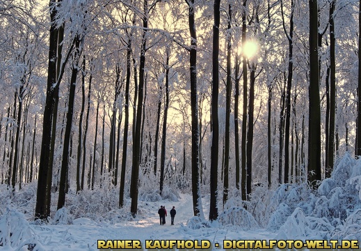 Winterträume... - display this album Winterträume...